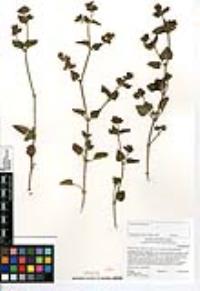 Mirabilis laevis var. crassifolia image