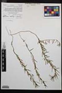 Camissonia strigulosa image