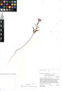 Clarkia bottae image