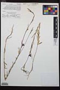 Clarkia purpurea image
