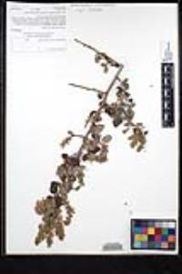 Ceanothus leucodermis image