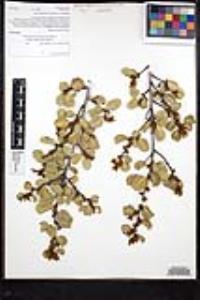 Rhamnus ilicifolia image