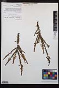 Adenostoma fasciculatum image