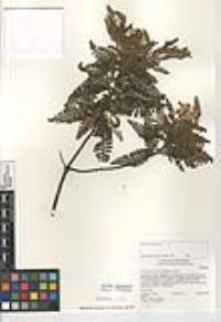 Chamaebatia australis image