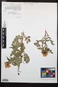 Rosa californica image