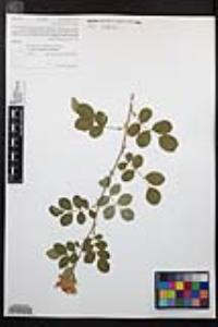 Rosa californica image