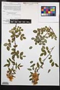 Rosa californica image