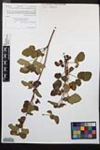 Rubus ursinus image