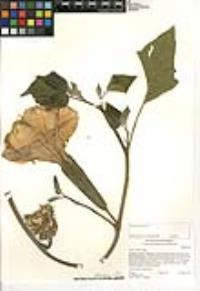 Datura wrightii image