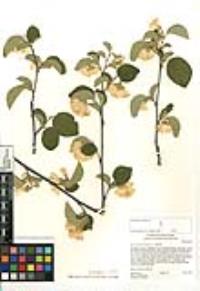 Styrax redivivus image