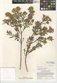 Genista linifolia image