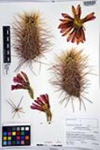 Echinocereus engelmannii image