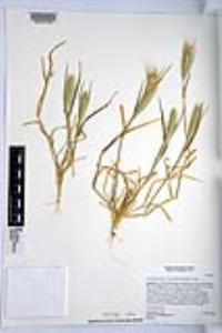 Hordeum murinum image