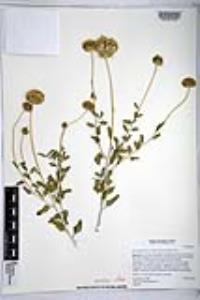 Encelia frutescens image