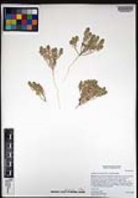 Lepidium lasiocarpum image