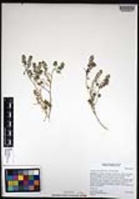 Lepidium lasiocarpum image