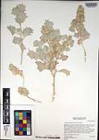 Atriplex hymenelytra image