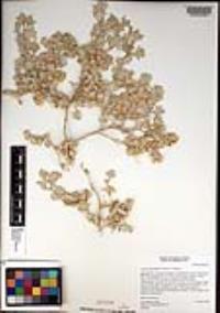 Atriplex hymenelytra image
