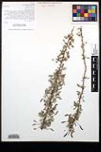 Senegalia greggii image