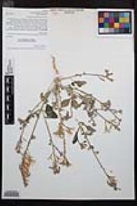 Chylismia claviformis image