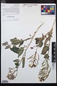 Chylismia claviformis image