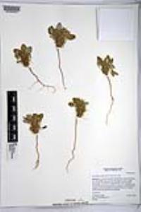 Chorizanthe rigida image