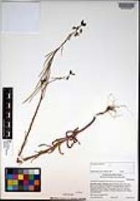 Caulanthus heterophyllus var. heterophyllus image