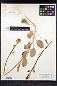 Caulanthus glaucus image