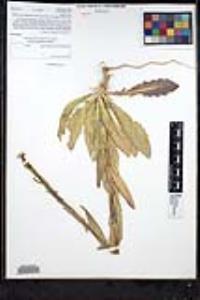Turritis glabra image