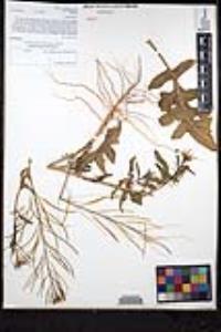 Sisymbrium irio image