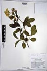 Sambucus cerulea image