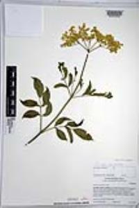 Sambucus cerulea image