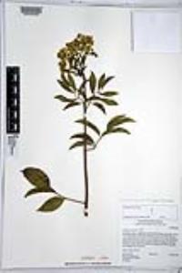 Sambucus cerulea image