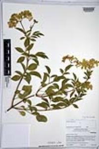 Sambucus nigra subsp. caerulea image