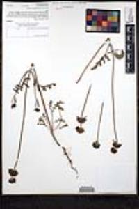 Salvia columbariae image