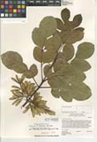 Fraxinus dipetala image