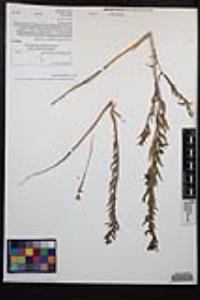 Camissoniopsis bistorta image