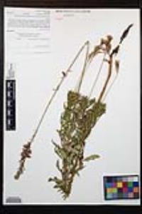 Oenothera sinuosa image