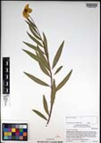 Dendromecon rigida image