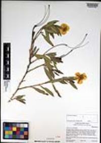 Dendromecon rigida image