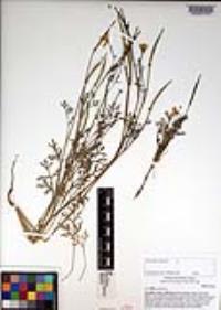 Eschscholzia californica image