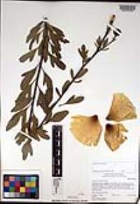 Romneya trichocalyx image