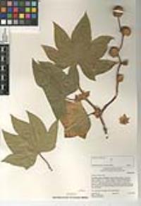 Platanus racemosa image