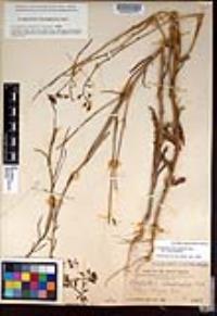 Caulanthus heterophyllus var. heterophyllus image