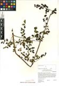 Thalictrum polycarpum image