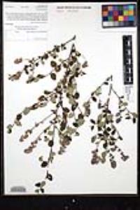 Ceanothus tomentosus var. olivaceus image