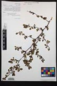 Cercocarpus minutiflorus image