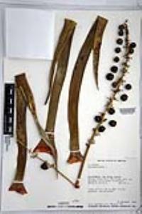 Dracaena draco image