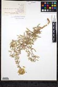 Peritoma arborea image