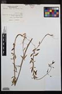 Clarkia delicata image